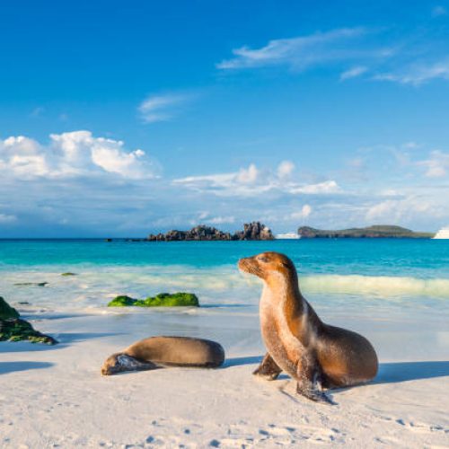 Galapagos sea lions (Zalophus wollebaeki) are sunbathing in the last sunlight at the beach of Espanola island, Galapagos Islands in the Pacific Ocean. This species of sea lion is endemic at the Galapagos islands; In the background one of the typical tourist yachts is visible. Wildlife shot.