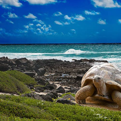 Large turtle  at the sea edge on background of a tropical landscape